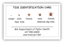 ticks